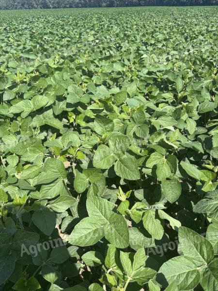 KAPRAL – Korai,  nagy terméspotenciállal rendelkező szója