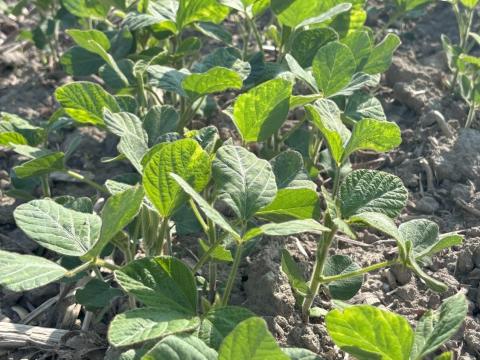 LEVENTE – Magyar szója étkezési célra is LEVENTE – Magyar szója étkezési célra is