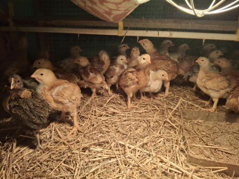 Kiskunfélegyháza - Három hetes hús típusú csirkék eladók Kiskunfélegyháza - Három hetes hús típusú csirkék eladók