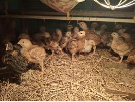 Kiskunfélegyháza - Három hetes hús típusú csirkék eladók