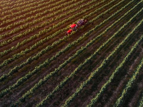 Traktoros / Mezőgazdasági gépkezelő (borászat) Traktoros / Mezőgazdasági gépkezelő (borászat)