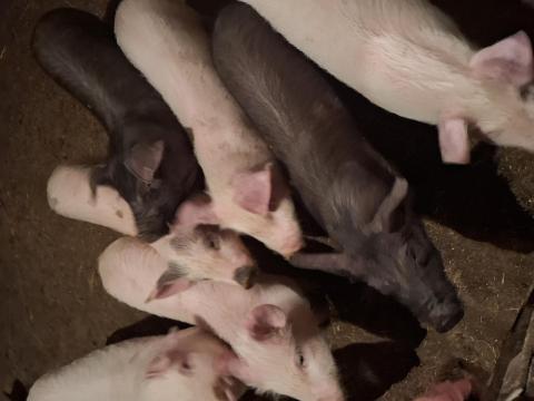 Választási malacok eladók Választási malacok eladók