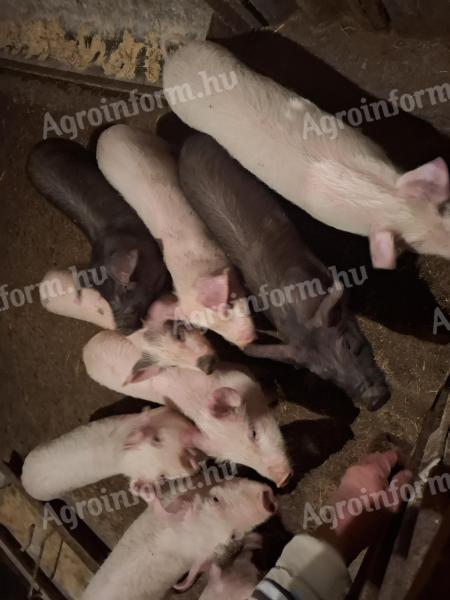 Választási malacok eladók