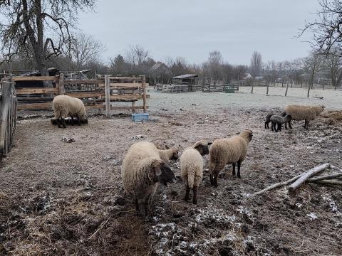 Bárányok eladók Bárányok eladók