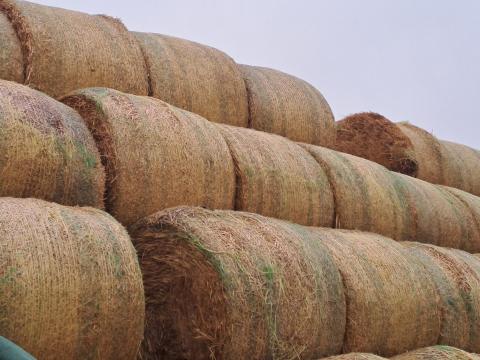 Szalmabála eladó Szalmabála eladó