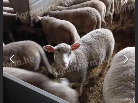 Bárányt vásárolnánk Bárányt vásárolnánk