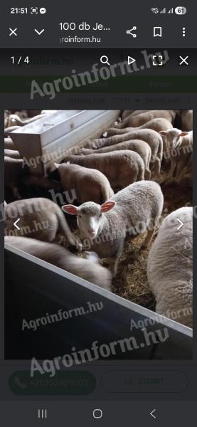 Bárányt vásárolnánk