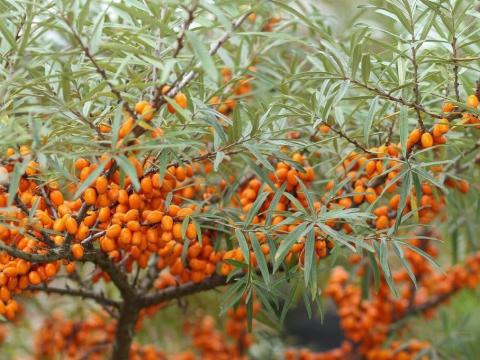 Homoktövis bogyó Homoktövis bogyó