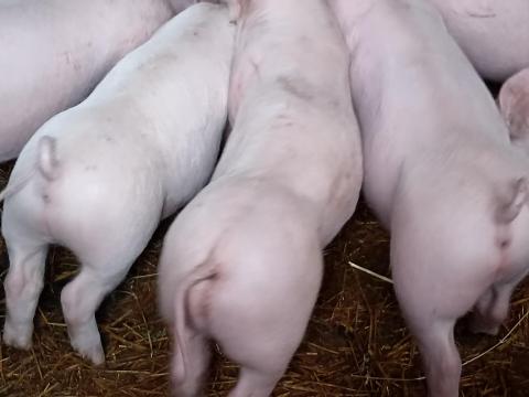 Húsjellegű malacok eladó Húsjellegű malacok eladó