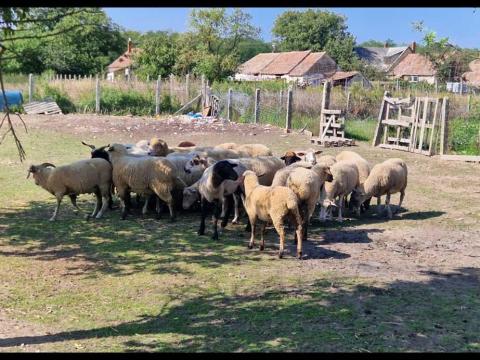 Birkát- bárányokat veszek kis és nagy tételben Birkát- bárányokat veszek kis és nagy tételben