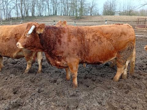 Limousin selejt tehén eladó. Limousin selejt tehén eladó.