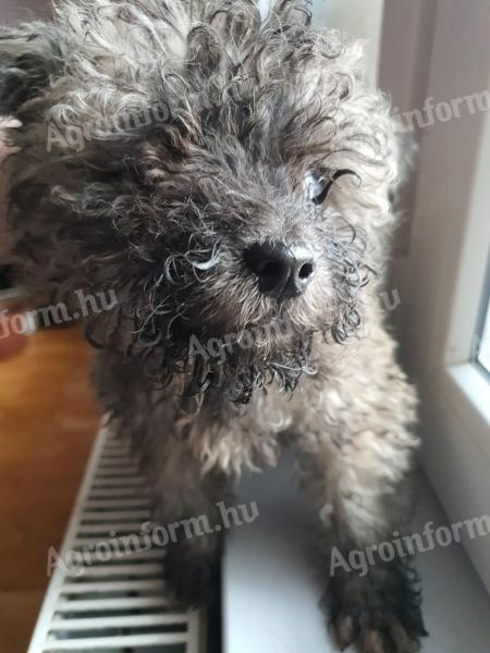 Puli jellegű kiskutya keresi gazdáját