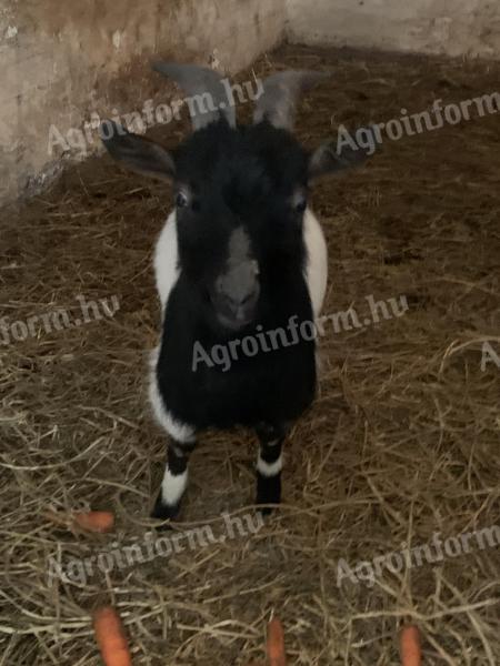 Mini kecske gazdit keres