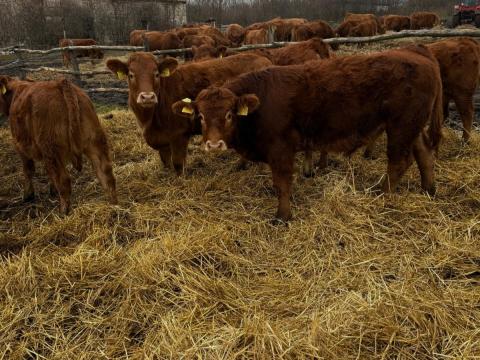 Eladó Limousin és Limousin keresztezett borjak Eladó Limousin és Limousin keresztezett borjak