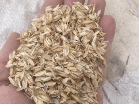 Tönkölybúza pelyva ingyen elvihető