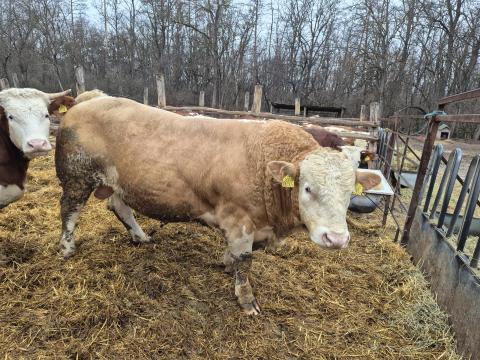 Eladó magyartarka tenyészbika Eladó magyartarka tenyészbika