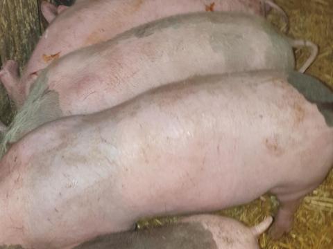 Eladó 6 db szép süldő Eladó 6 db szép süldő