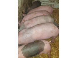 Eladó 6 db szép süldő