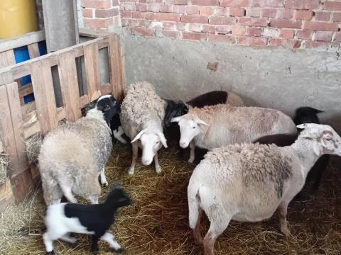 Birkák eladók Birkák eladók