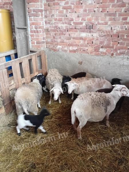 Birkák eladók Szentgotthárdon