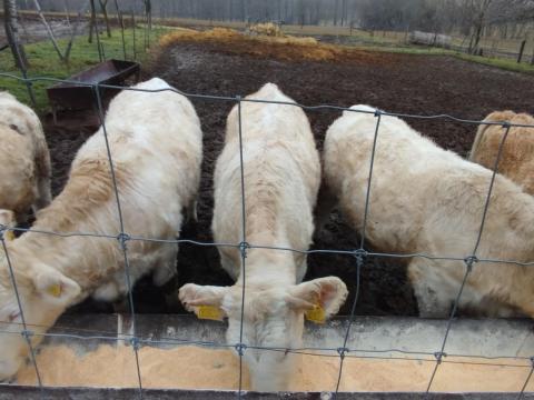 Charolais üsző Charolais üsző