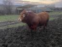 Limousin tenyészbika eladó