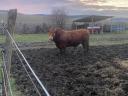 Limousin tenyészbika eladó