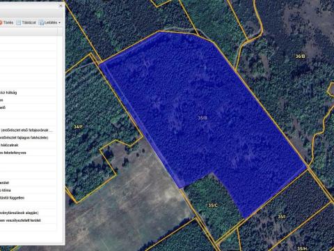 Fenyves és némi akác eladó