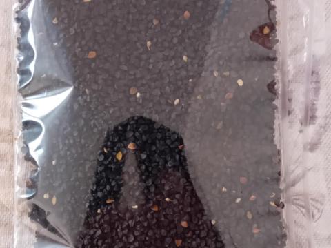 Makói bronz hagyma vetőmag eladó – kézzel tisztított, kezeletlen mag Makói bronz hagyma vetőmag eladó – kézzel tisztított, kezeletlen mag