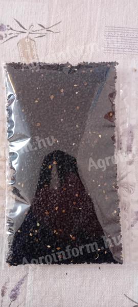 Makói bronz hagyma vetőmag eladó – kézzel tisztított, kezeletlen mag