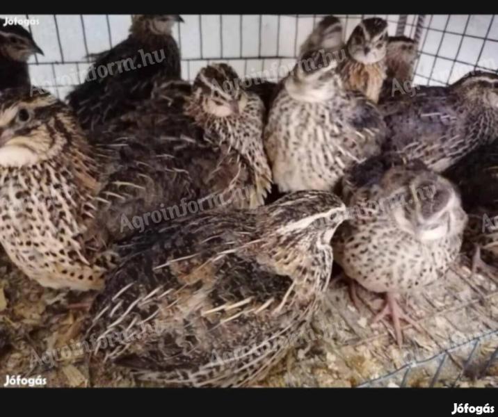 Fürj tojók eladók