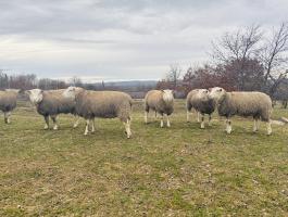 Berrichon du Cher törzskönyves kosok/ kos eladó