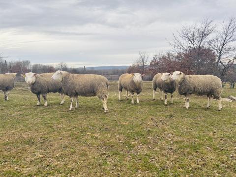 Berrichon du Cher törzskönyves kosok/ kos eladó Berrichon du Cher törzskönyves kosok/ kos eladó