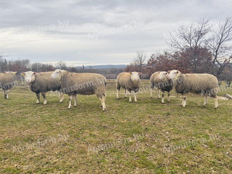 Berrichon du Cher törzskönyves kosok/ kos eladó