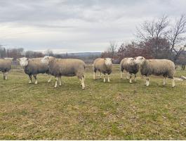 Berrichon du Cher törzskönyves kosok/ kos eladó