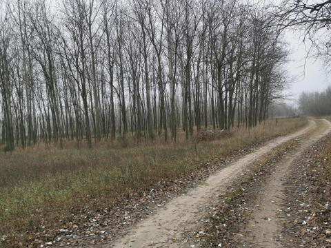 Páhi külterület erdő Páhi külterület erdő