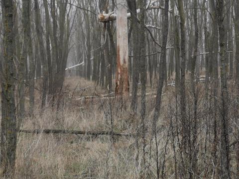 Páhi külterület erdő Páhi külterület erdő