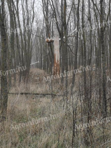 Páhi külterület erdő