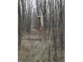 Páhi külterület erdő