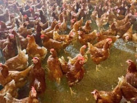 Jércék és aktív tojó tyúkok eladók Jércék és aktív tojó tyúkok eladók