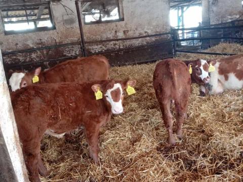 Választás alatt lévő Limuzin x Magyar tarka borjú eladó Választás alatt lévő Limuzin x Magyar tarka borjú eladó