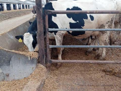 Magas vemhes Holstein-fríz tehenek és üszők eladók Magas vemhes Holstein-fríz tehenek és üszők eladók