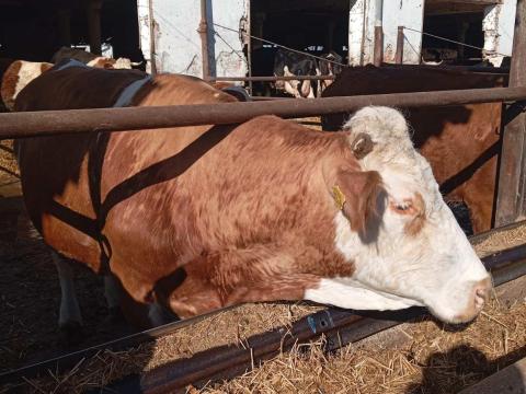 Magyar tarka vemhes tehenek és üszők eladók Magyar tarka vemhes tehenek és üszők eladók