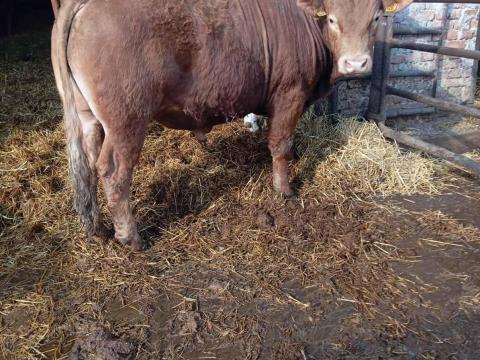 Limuzin bika eladó Limuzin bika eladó