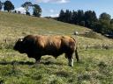 Aubrac tenyészbika jelöltek előjegyezhetők