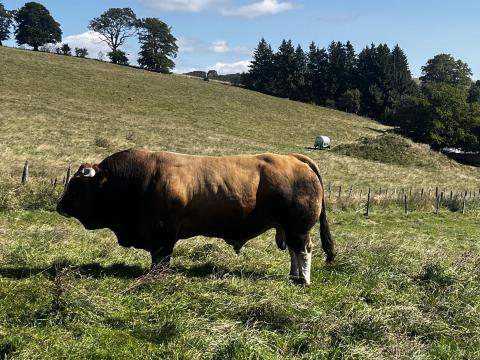 Aubrac tenyészbika jelöltek előjegyezhetők Aubrac tenyészbika jelöltek előjegyezhetők