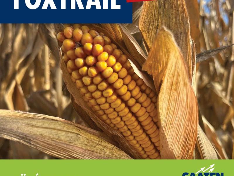 FOXTRAIL (FAO 360) középkorai kukorica vetőmag FOXTRAIL (FAO 360) középkorai kukorica vetőmag