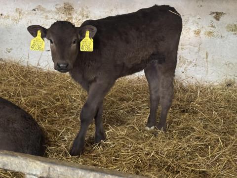 Hushasznu Borjak 30 db Hushasznu Borjak 30 db