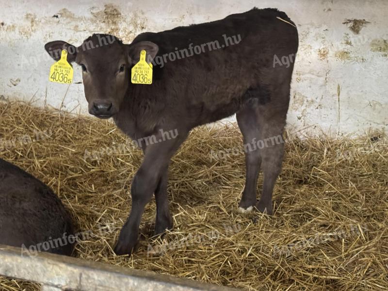 Hushasznu Borjak 30 db