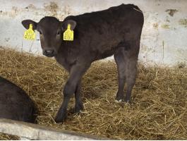 Hushasznu Borjak 30 db